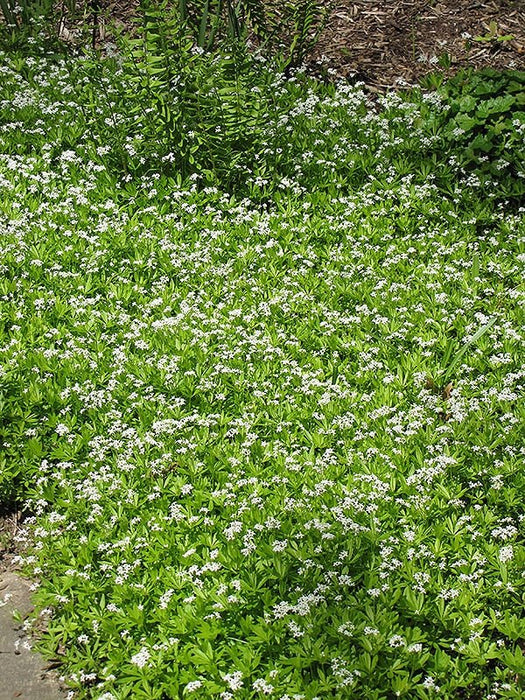 Sweet Woodruff - Herb Seeds, Perennial - Caribbean garden seed
