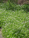 Sweet Woodruff - Herb Seeds, Perennial - Caribbean garden seed