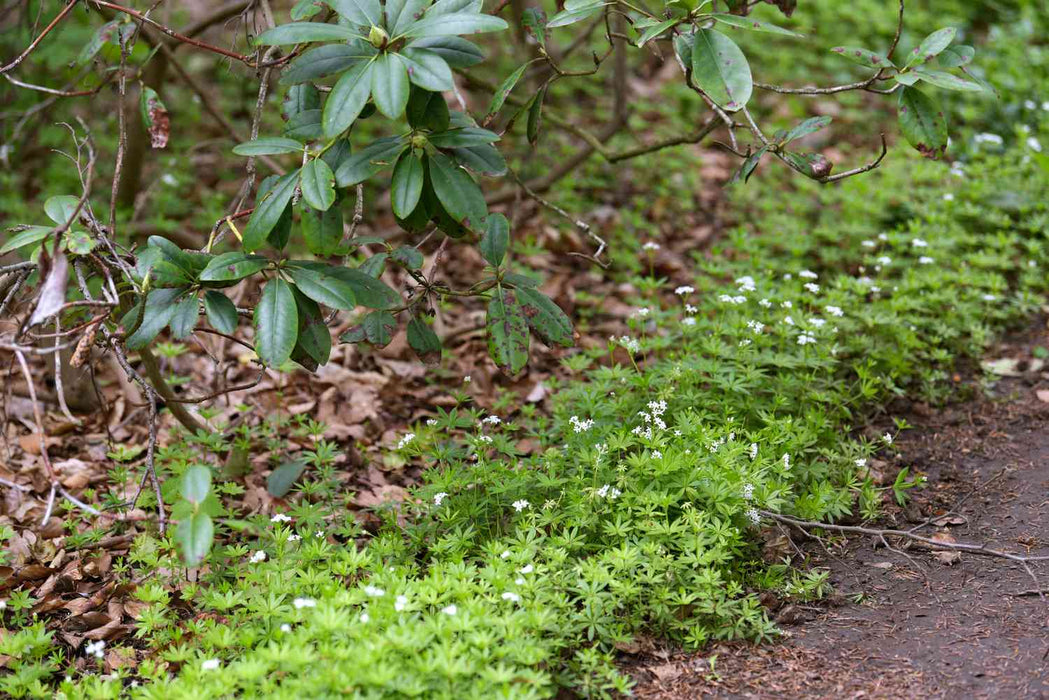 Sweet Woodruff - Herb Seeds, Perennial - Caribbean garden seed
