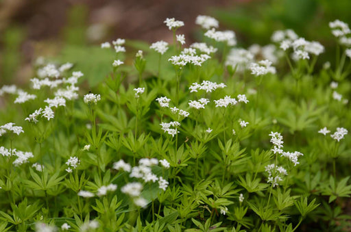 Sweet Woodruff - Herb Seeds, Perennial - Caribbean garden seed