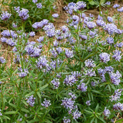 Blue Woodruff Seeds - Perennial - Caribbean garden seed