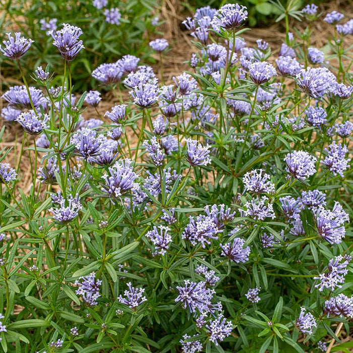 Blue Woodruff Seeds - Perennial - Caribbean garden seed