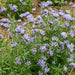 Blue Woodruff Seeds - Perennial - Caribbean garden seed