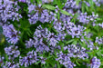 Blue Woodruff Seeds - Perennial - Caribbean garden seed