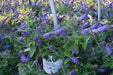 Butterfly Bush - Buddleia , Nanho Blue - Caribbean garden seed
