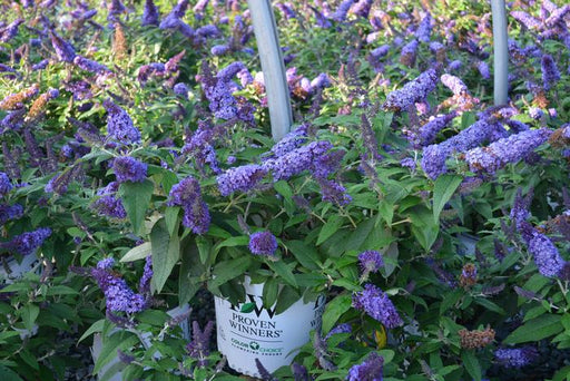 Butterfly Bush - Buddleia , Nanho Blue - Caribbean garden seed