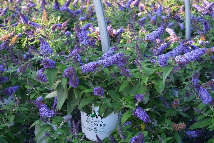 Butterfly Bush - Buddleia , Nanho Blue - Caribbean garden seed