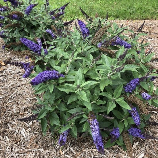Butterfly Bush - Buddleia , Nanho Blue - Caribbean garden seed