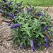 Butterfly Bush - Buddleia , Nanho Blue - Caribbean garden seed