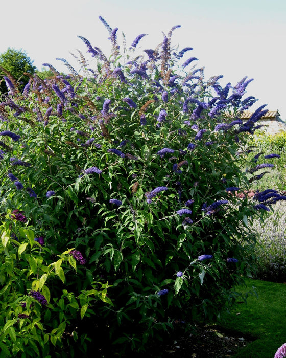 Butterfly Bush - Buddleia , Nanho Blue - Caribbean garden seed