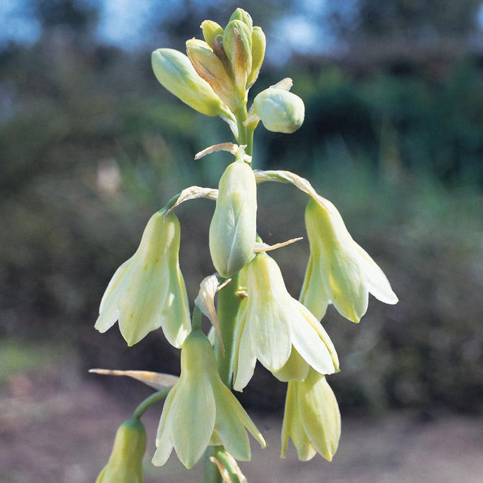 Galtonia Seeds- Summer Hyacinth - Caribbean garden seed