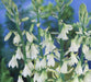 Galtonia Seeds- Summer Hyacinth - Caribbean garden seed