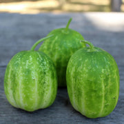 Cucumber Seeds - Richmond Green Apple - Caribbean garden seed