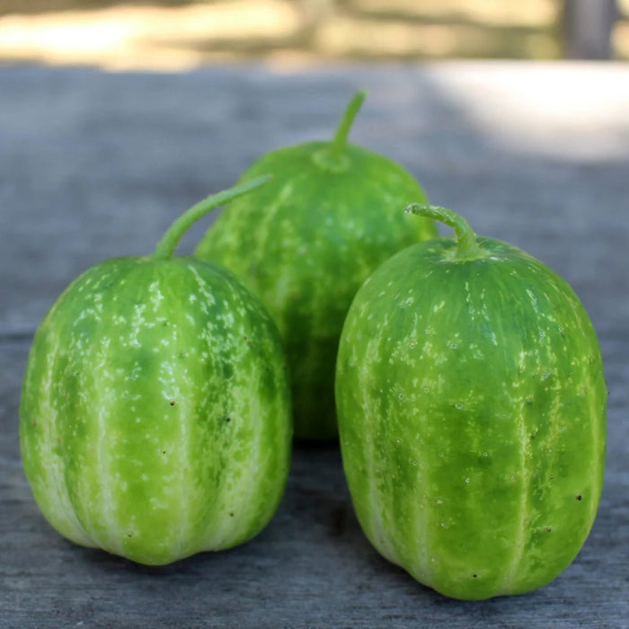 Cucumber Seeds - Richmond Green Apple - Caribbean garden seed