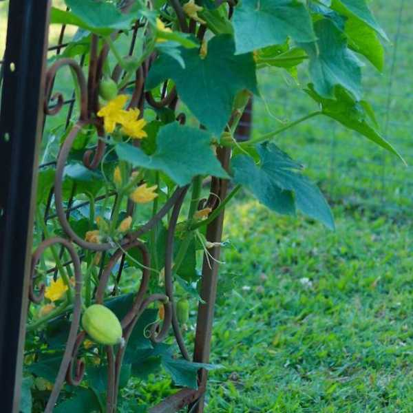 Cucumber Seeds - Richmond Green Apple - Caribbean garden seed