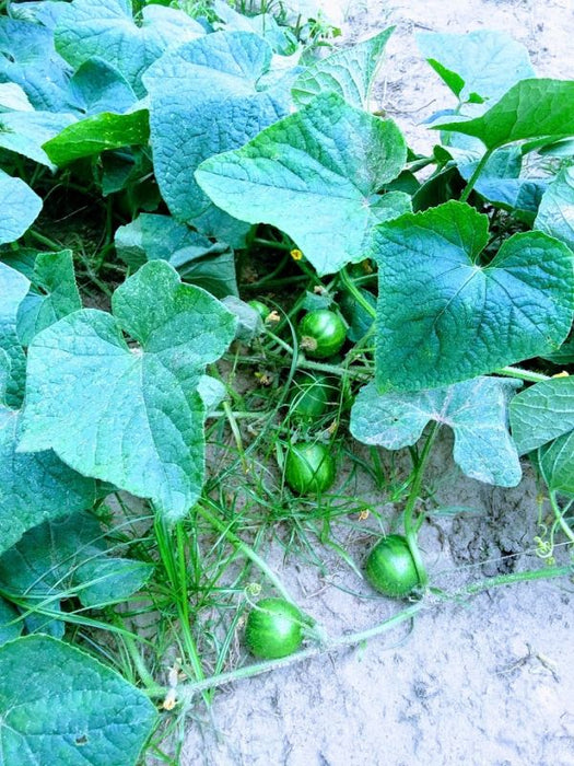 Cucumber Seeds - Richmond Green Apple - Caribbean garden seed