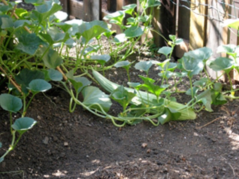 Cucumber Seeds -Armenian Long, Striped - Caribbean garden seed