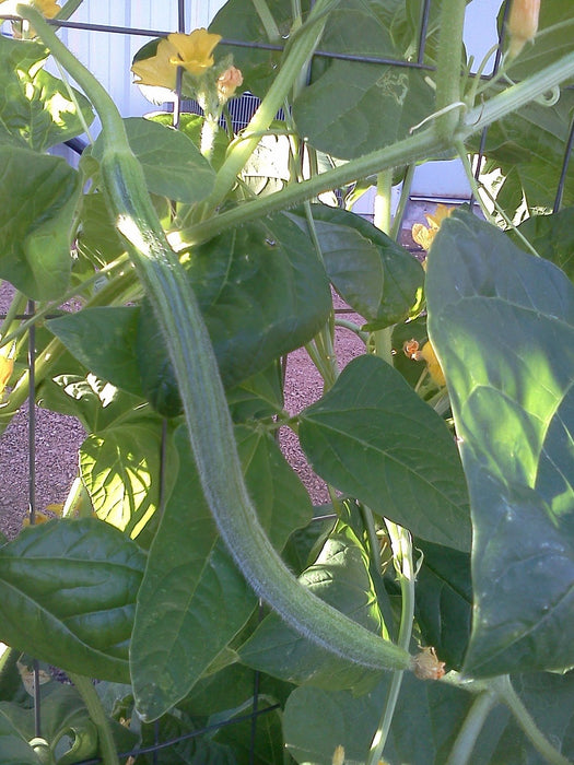 Cucumber Seeds -Armenian Long, Striped - Caribbean garden seed