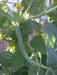 Cucumber Seeds -Armenian Long, Striped - Caribbean garden seed