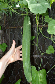 Cucumber Seeds -Armenian Long, Striped - Caribbean garden seed