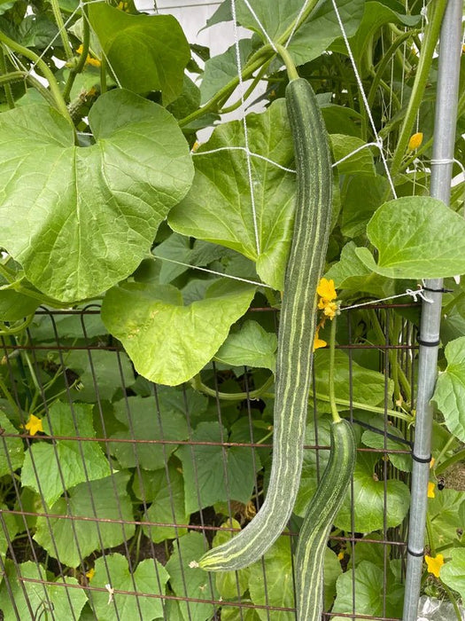 Cucumber Seeds -Armenian Long, Striped - Caribbean garden seed