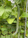 Cucumber Seeds -Armenian Long, Striped - Caribbean garden seed