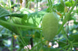 Cucumber Seeds - Dragon's Egg - Caribbean garden seed