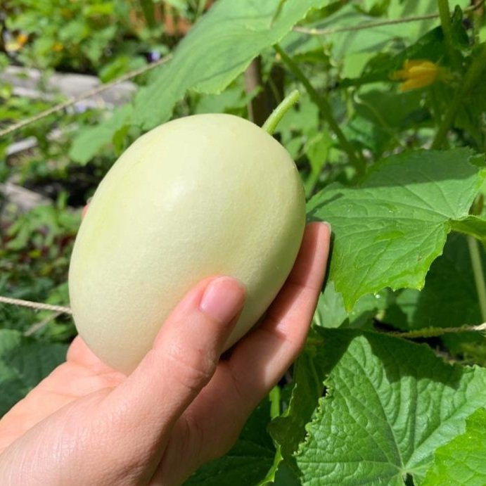 Cucumber Seeds - Dragon's Egg - Caribbean garden seed