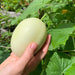Cucumber Seeds - Dragon's Egg - Caribbean garden seed