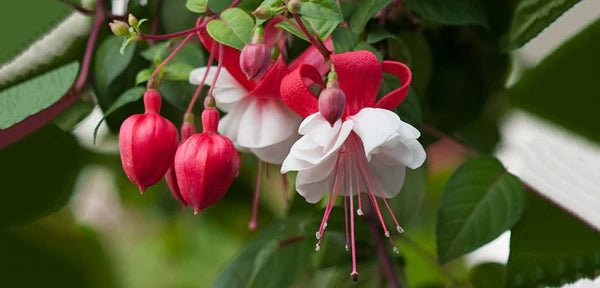 Fuchsia  Plants - White Eyes - Caribbean garden seed