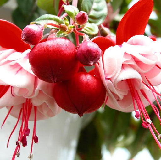 Fuchsia  Plants - White Eyes - Caribbean garden seed