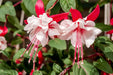 Fuchsia  Plants - White Eyes - Caribbean garden seed