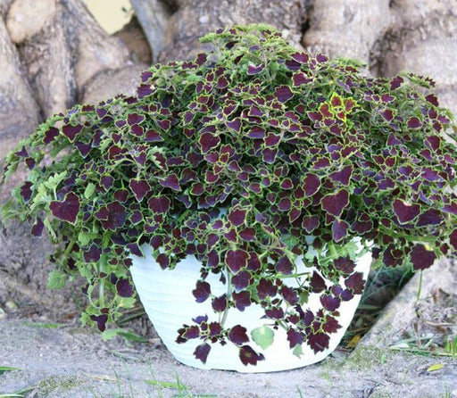 Coleus Plants -  Trailing Burgundy - Caribbean garden seed