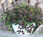 Coleus Plants -  Trailing Burgundy - Caribbean garden seed