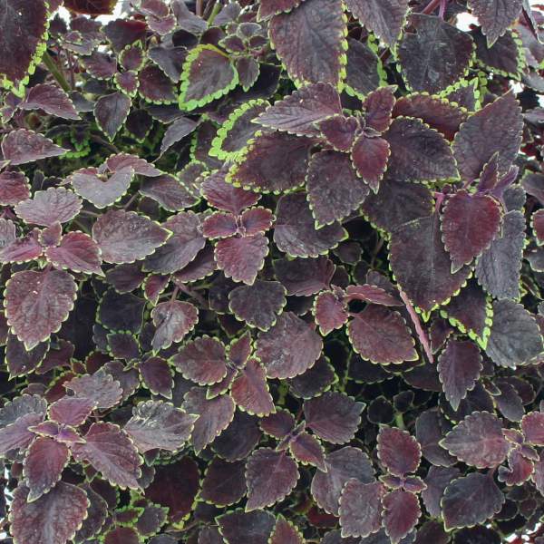 Coleus Plants -  Trailing Burgundy - Caribbean garden seed