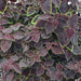 Coleus Plants -  Trailing Burgundy - Caribbean garden seed