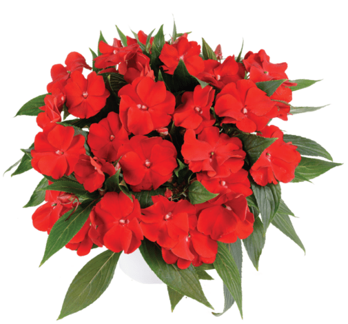 Impatiens Plant - New Guinea ,Bold Red - Caribbean garden seed