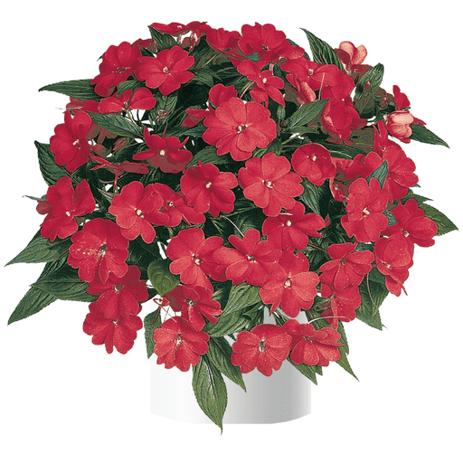 Impatiens Plant - New Guinea ,Bold Red - Caribbean garden seed