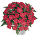 Impatiens Plant - New Guinea ,Bold Red - Caribbean garden seed