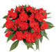 Impatiens Plant - New Guinea ,Bold Red - Caribbean garden seed