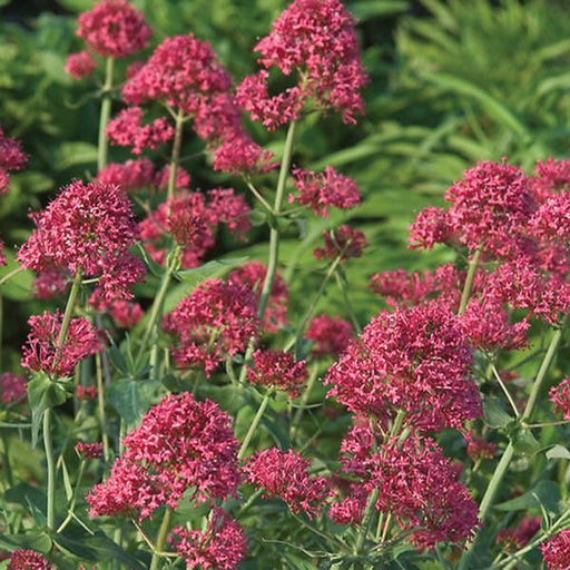 Flowers Seed - Jupiter's Beard - Red - Caribbean garden seed