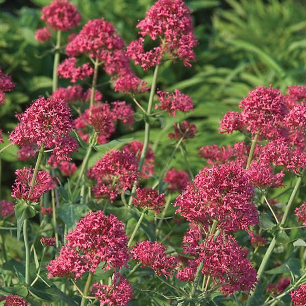 Flowers Seed - Jupiter's Beard - Red - Caribbean garden seed