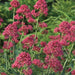 Flowers Seed - Jupiter's Beard - Red - Caribbean garden seed