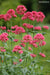 Flowers Seed - Jupiter's Beard - Red - Caribbean garden seed