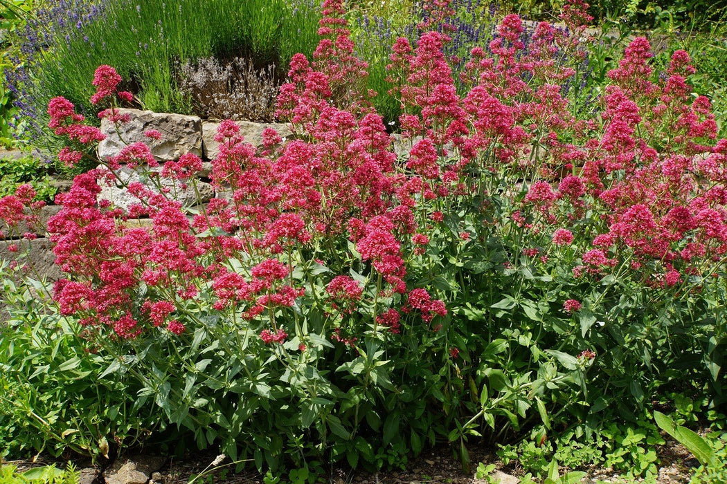 Flowers Seed - Jupiter's Beard - Red - Caribbean garden seed