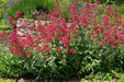 Flowers Seed - Jupiter's Beard - Red - Caribbean garden seed