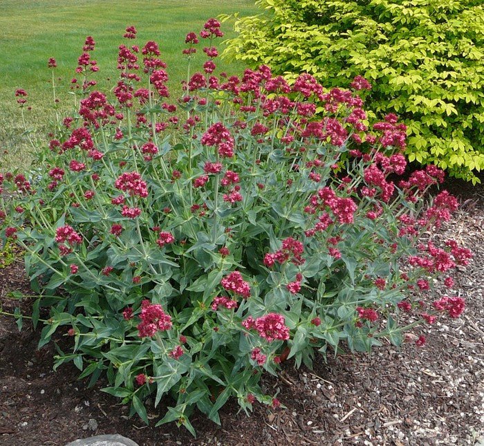Flowers Seed - Jupiter's Beard - Red - Caribbean garden seed