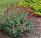 Flowers Seed - Jupiter's Beard - Red - Caribbean garden seed