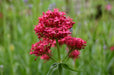 Flowers Seed - Jupiter's Beard - Red - Caribbean garden seed