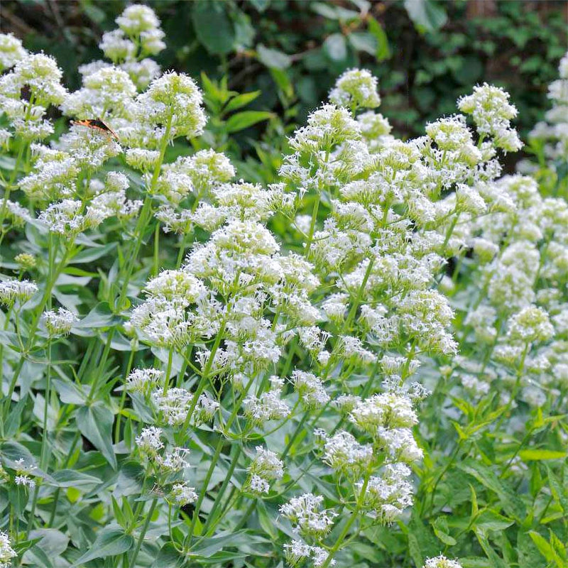 Flowers Seed - Jupiter's Beard - White - Caribbean garden seed